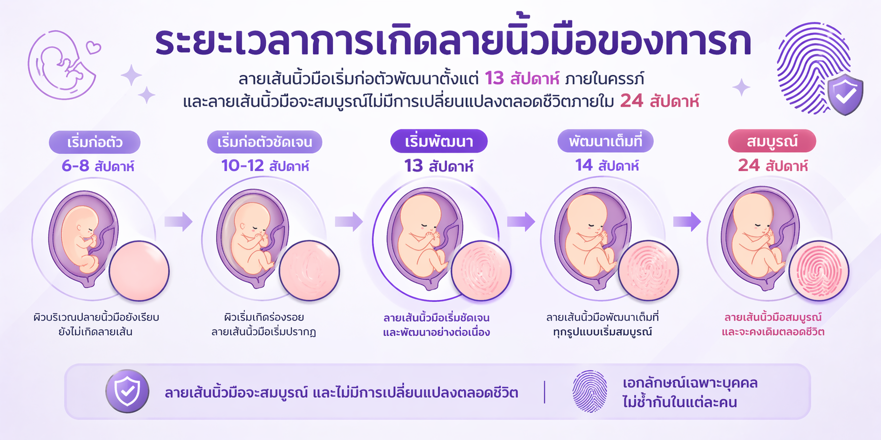 ระยะเวลาการเกิดลายนิ้วมือของทารก
